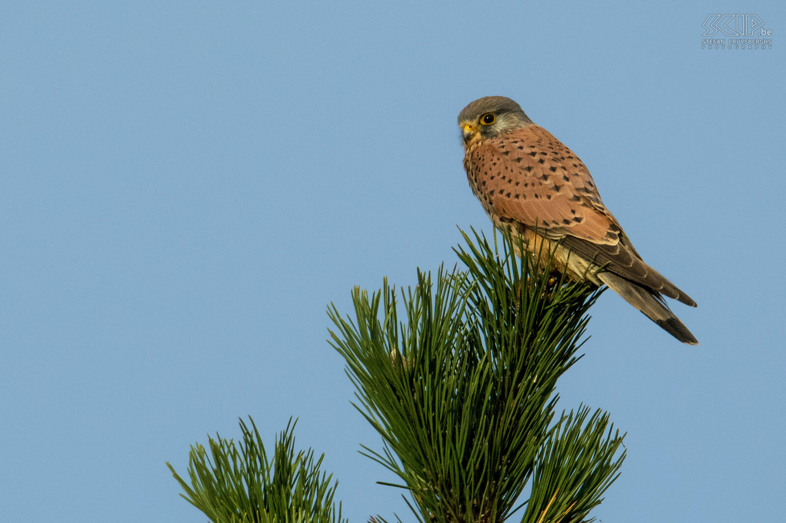 Roofvogels - Torenvalk De torenvalk (Kestrel, Falco tinnunculus) is een kleine roofvogel die jaagt op kleine zoogdieren zoals muizen en grote insecten zoals kevers. Ze komen zowel voor in gebieden met open weilanden als in bossen. Stefan Cruysberghs